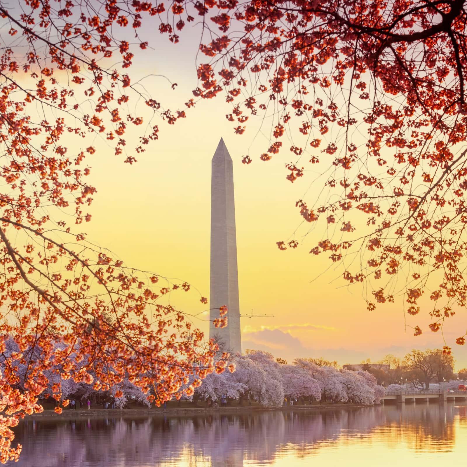 Washington Monument during the Cherry Blossom Festival. Washingt Washington Monument during the Cherry Blossom Festival. Washington, D.C. in USA